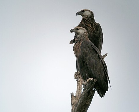 Madagascar fish eagle