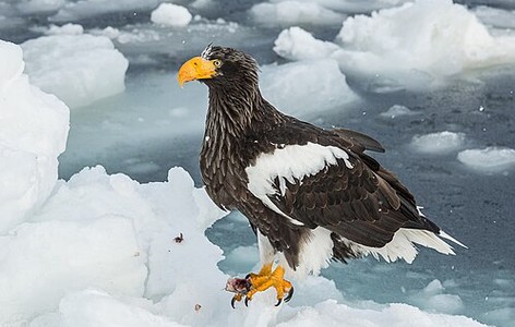 Steller's sea eagle
