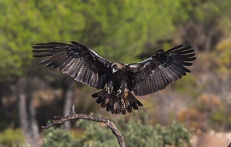 Spanish imperial eagle