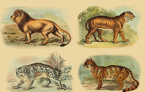 Pantherinae