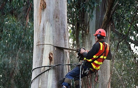 Arboriculture