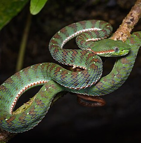 Snake