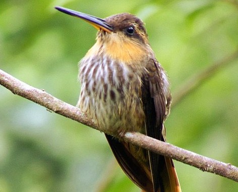 Hermit (hummingbird)