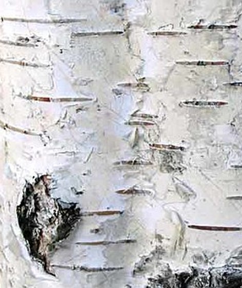 Lenticel