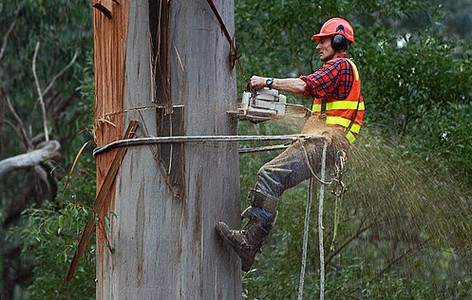 Arborist