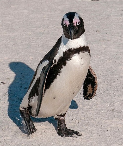 African penguin