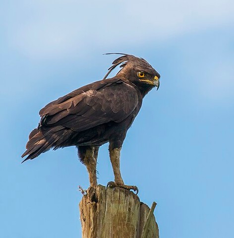 Long-crested eagle