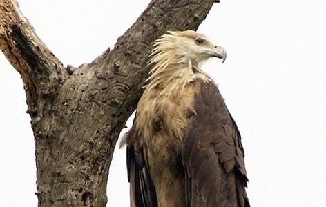 Pallas's fish eagle