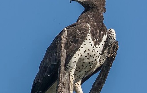 Martial eagle