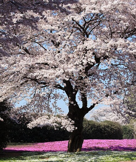 Cherry blossom