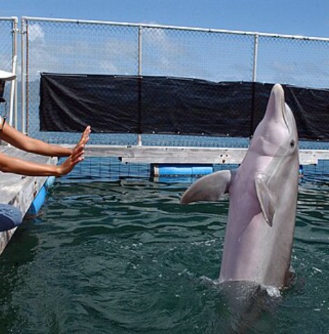 Cetacean intelligence