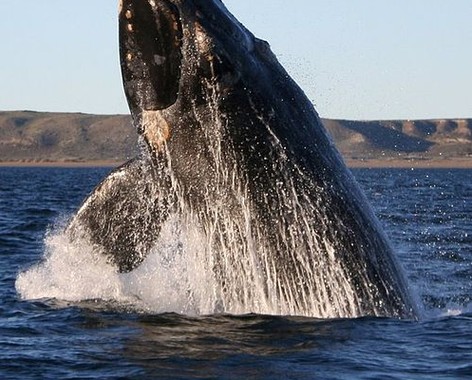 Whale