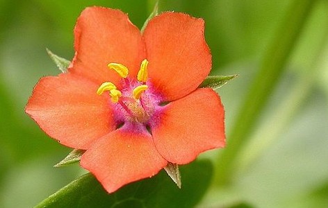 Floral formula