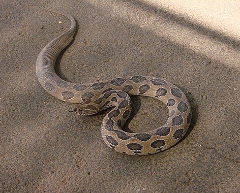 Big Four (Indian snakes)