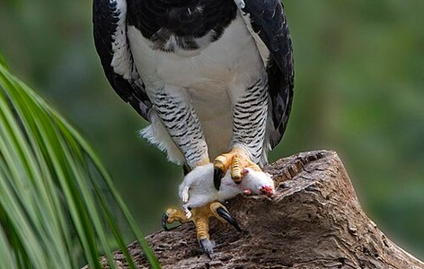 Harpy eagle