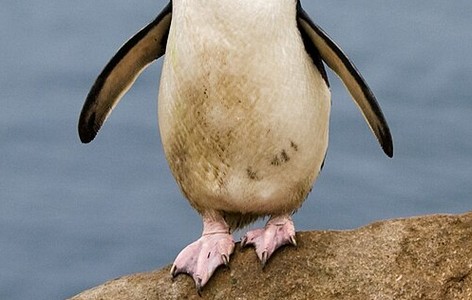 Western rockhopper penguin