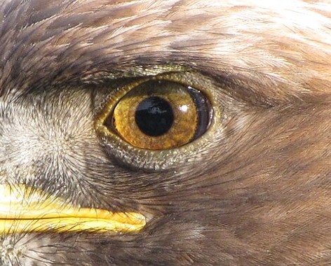 Eagle eye