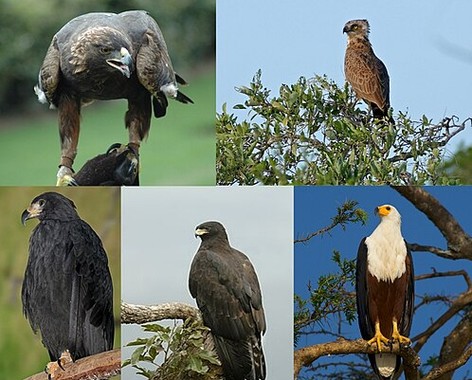 Eagle