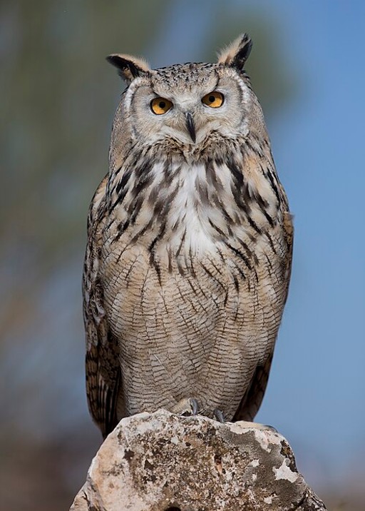 Owl