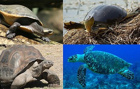 Turtle