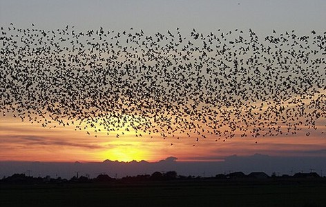 List of Strigiformes by population