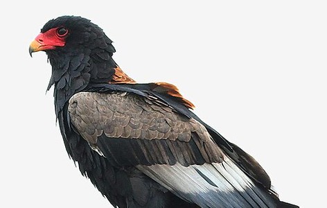 Bateleur