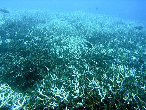 Coral bleaching