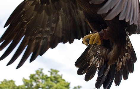Dietary biology of the golden eagle