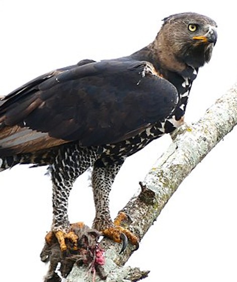 Crowned eagle