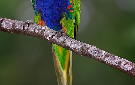 Loriinae