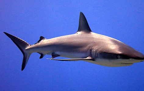 Shark