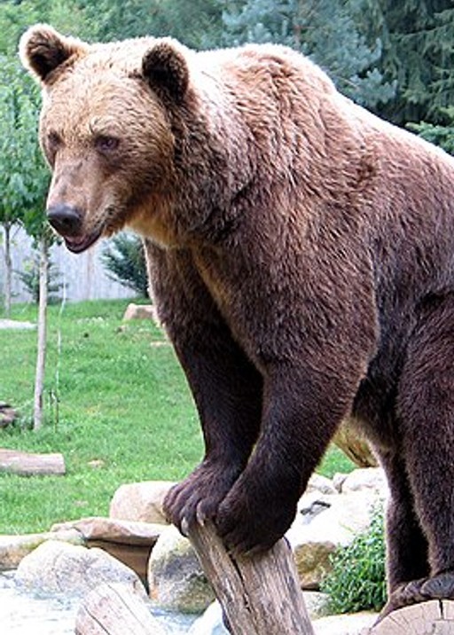 Bear