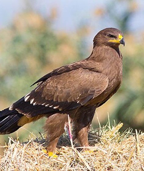 Lesser spotted eagle