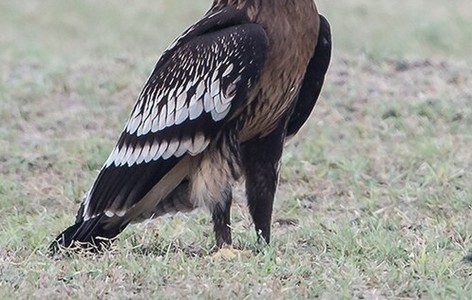 Greater spotted eagle