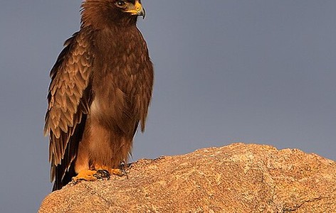 Booted eagle