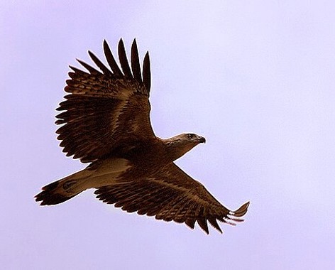 Lesser fish eagle
