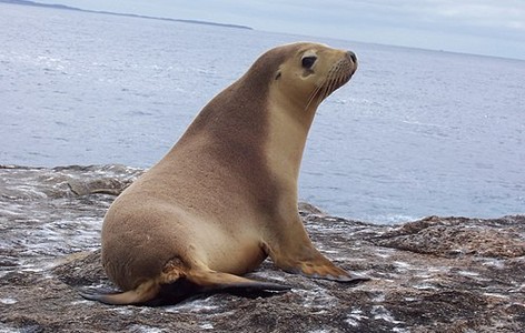 Eared seal