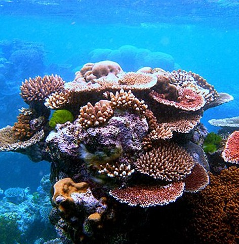 Coral