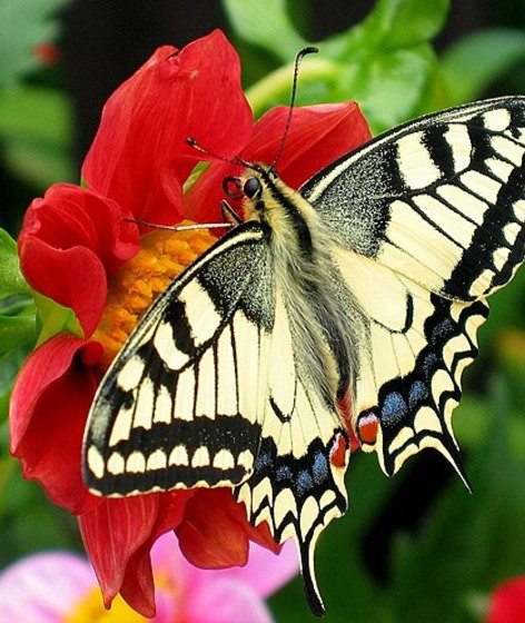 Butterfly