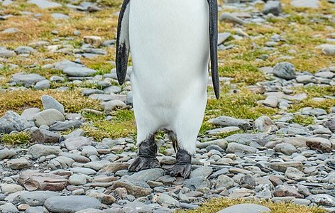 King penguin