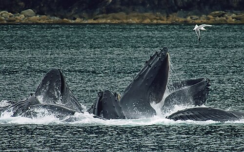Bubble-net feeding