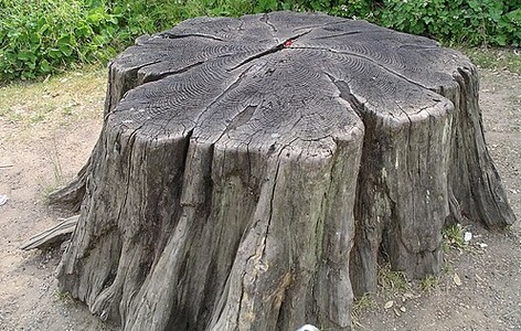 Tree stump