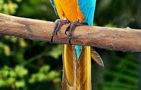 Neotropical parrot