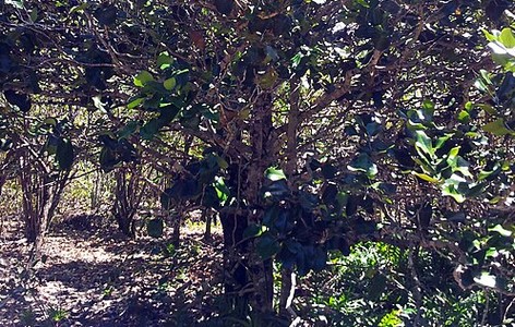 Diospyros egrettarum