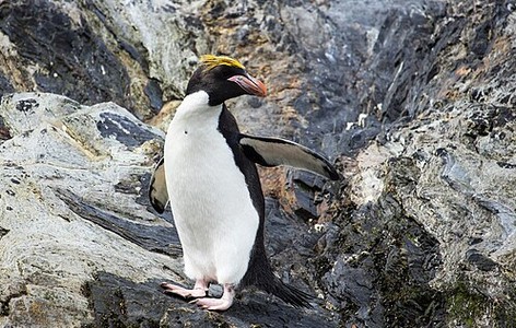 Macaroni penguin