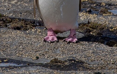Yellow-eyed penguin