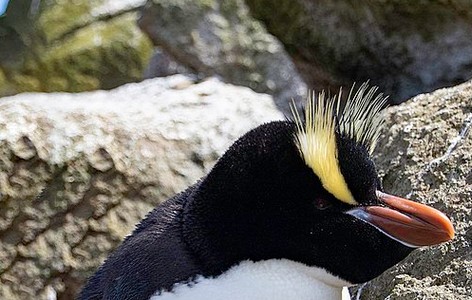 Erect-crested penguin