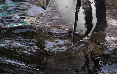 Humboldt penguin