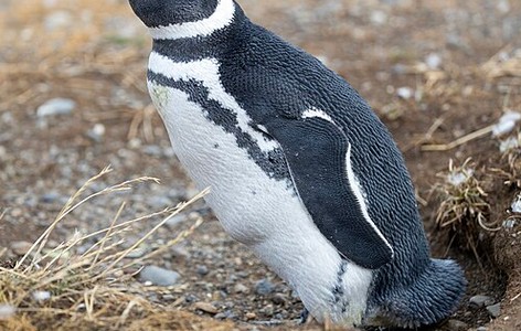 Magellanic penguin
