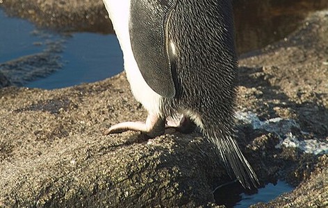 Snares penguin